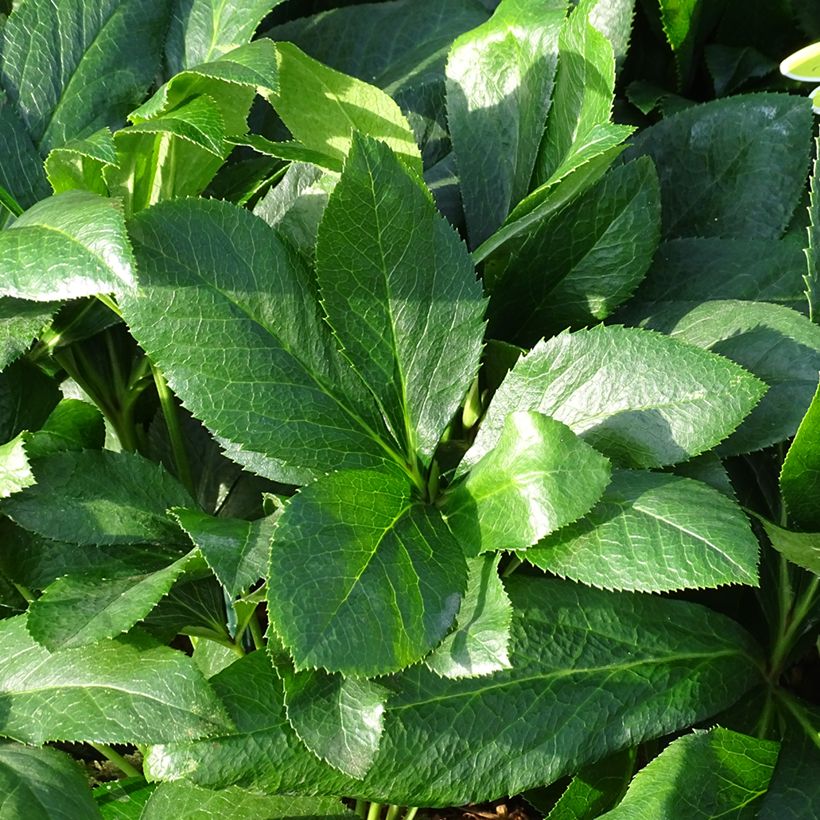 Hellébore orientale ViV Alessandra (Foliage)