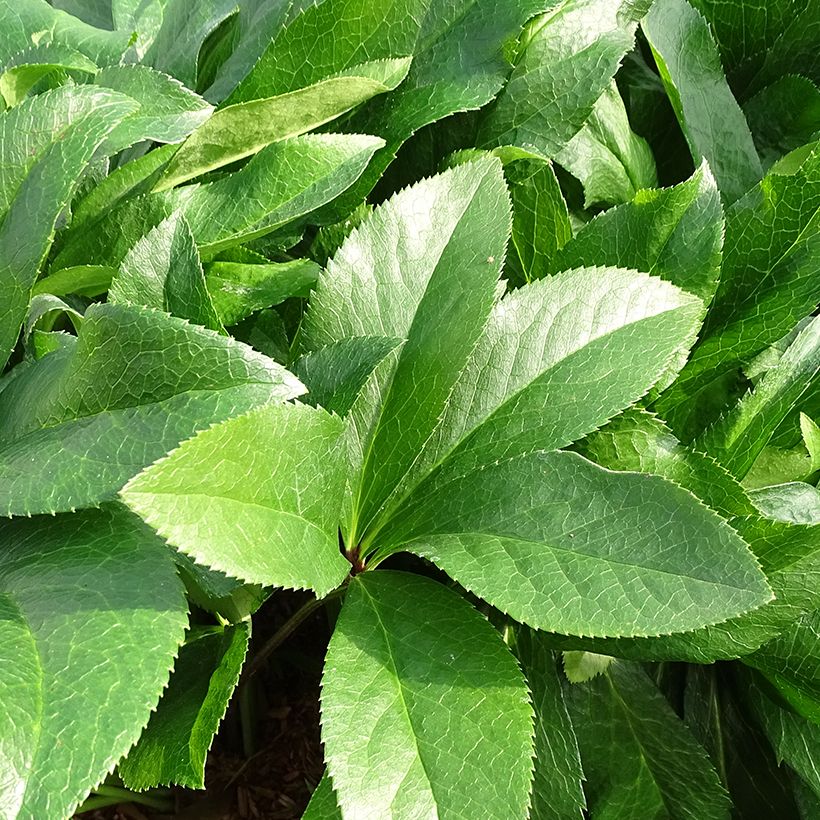 Hellébore orientale ViV Amalia (Foliage)