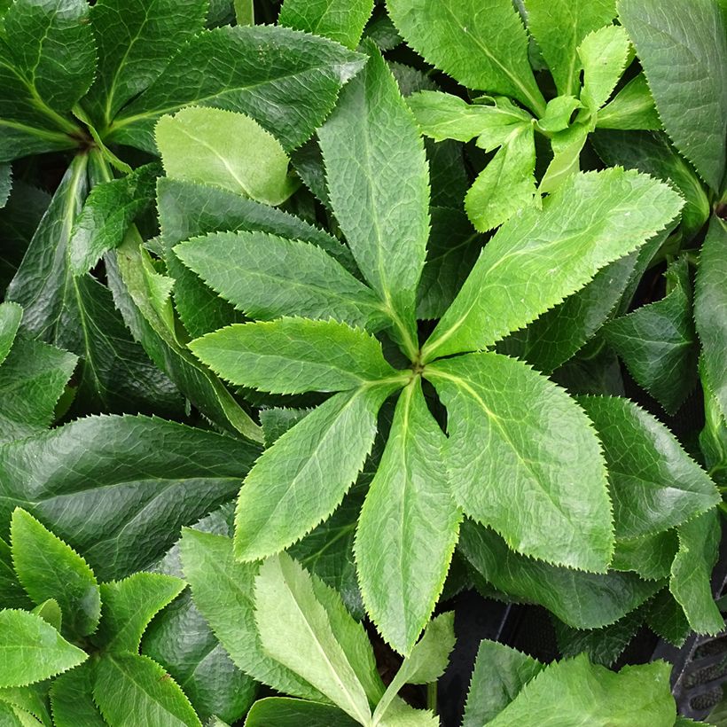 Hellébore orientale ViV Antonella (Foliage)