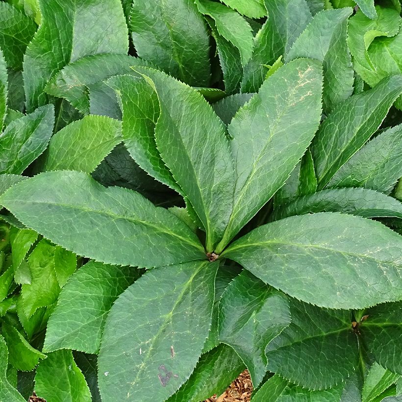 Hellébore orientale ViV Ariana (Foliage)