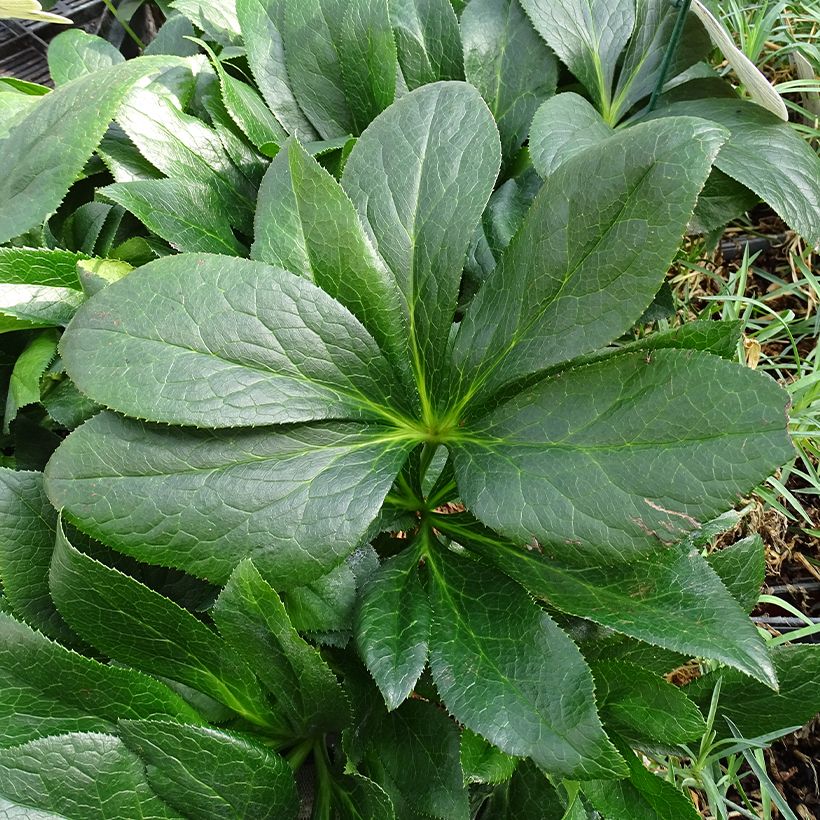 Hellébore orientale ViV Batista (Foliage)