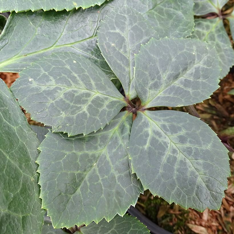 Hellébore oriental ViV Bianca (Foliage)