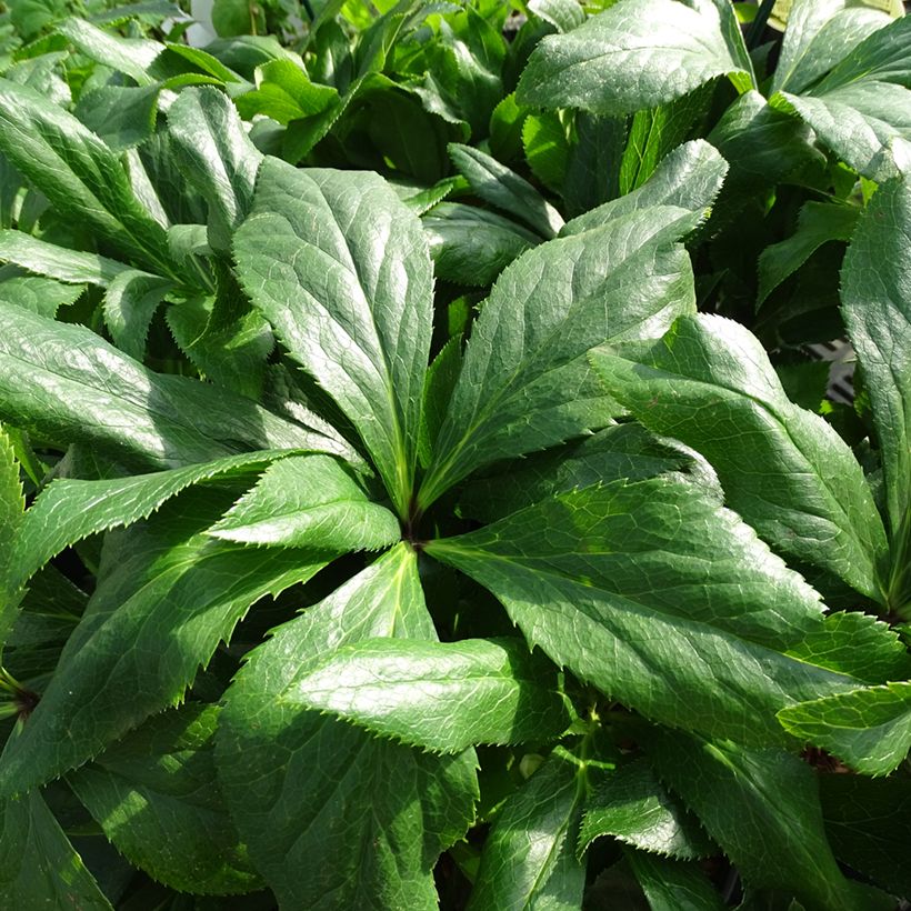 Hellébore orientale ViV Celestina (Foliage)