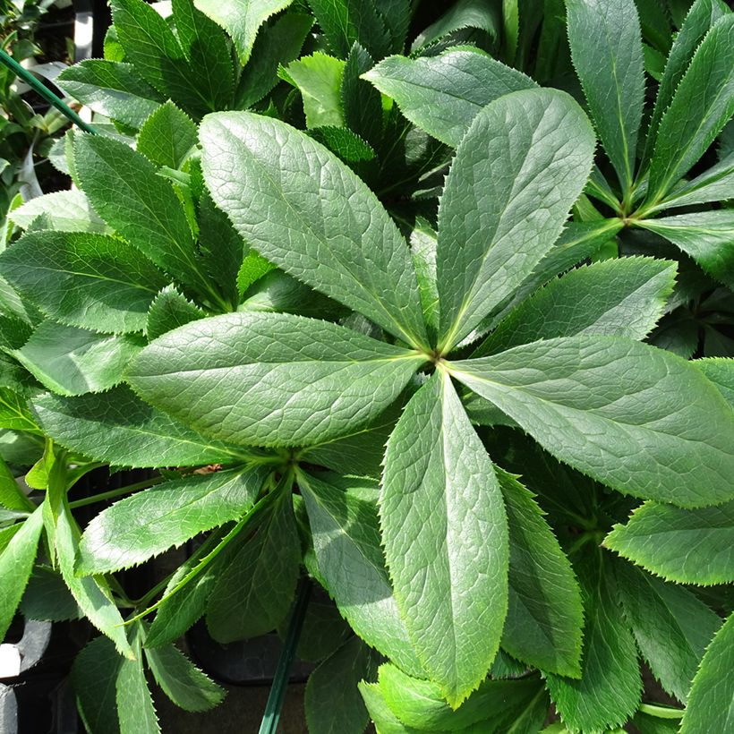 Hellébore orientale ViV Clarissa (Foliage)