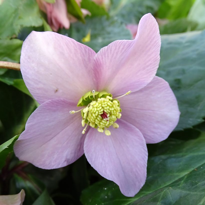 Hellebore orientale ViV Diana (Flowering)