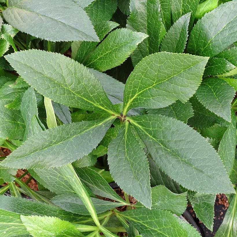 Hellébore orientale ViV Eleonora (Foliage)