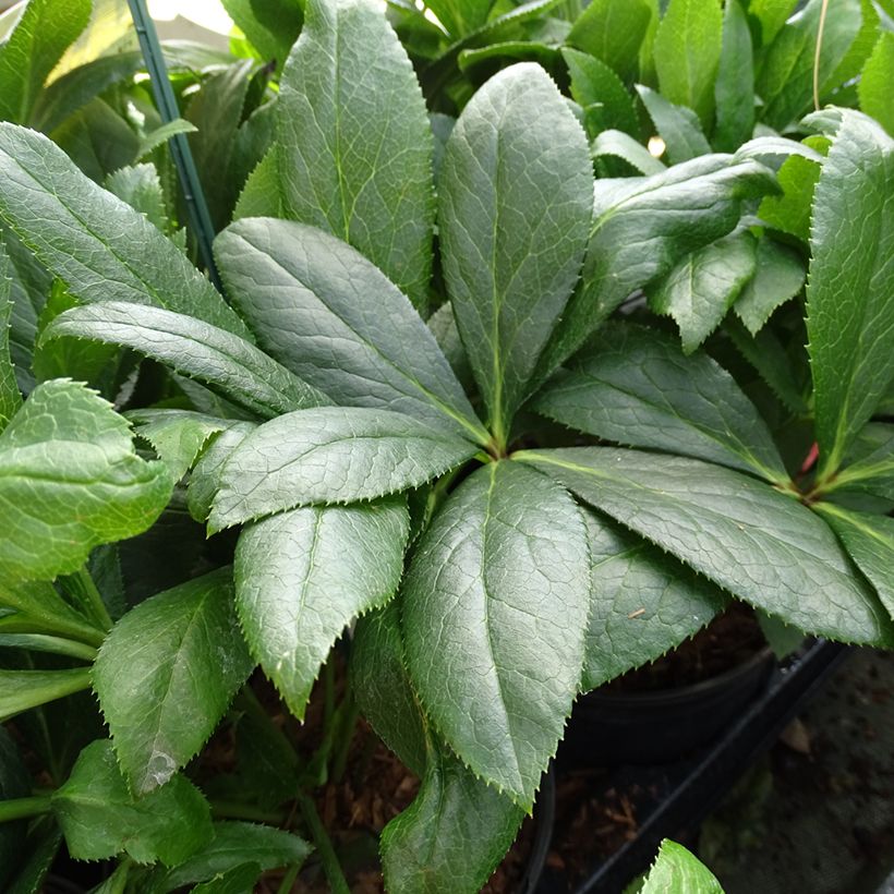 Hellébore orientale ViV Eloisa (Foliage)