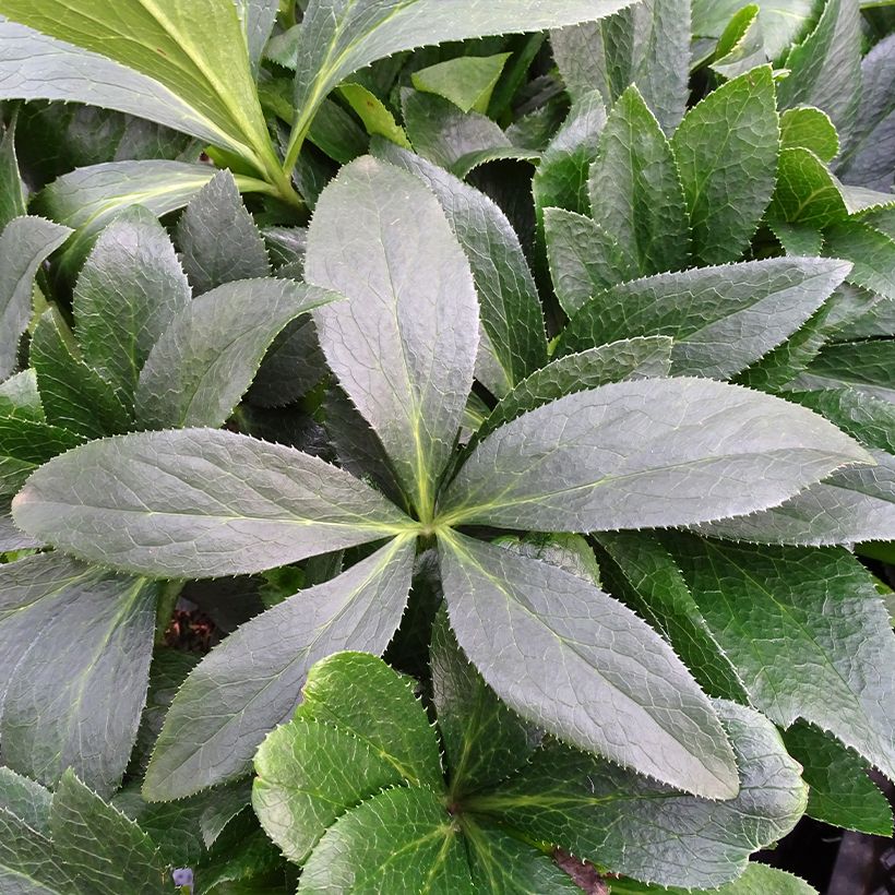 Hellébore orientale ViV Halina (Foliage)