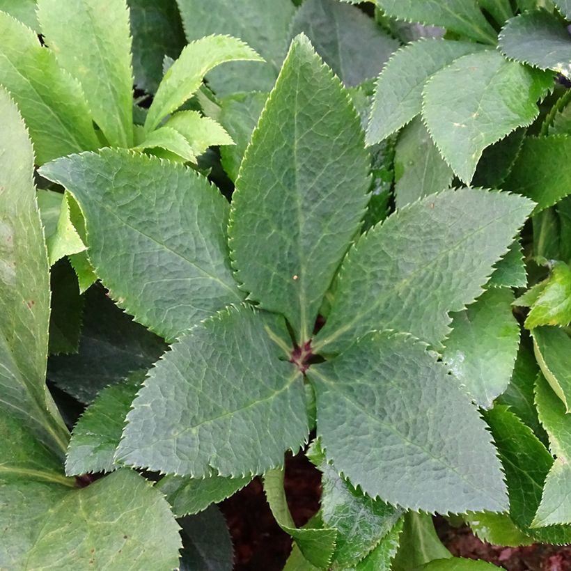 Hellébore orientale ViV Isabella (Foliage)