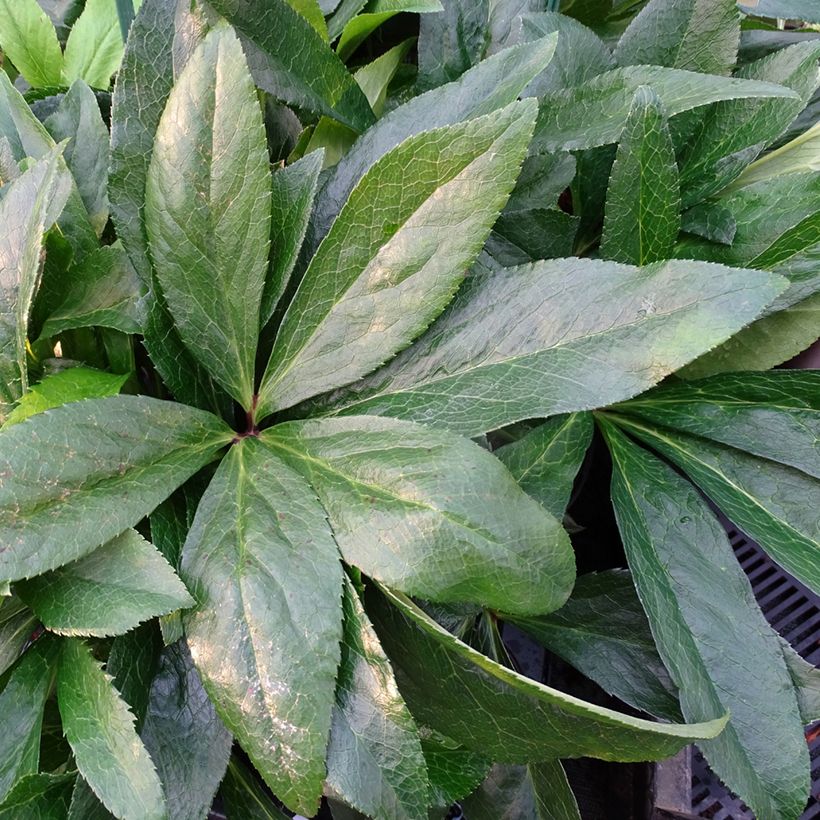 Hellébore orientale ViV Laura (Foliage)