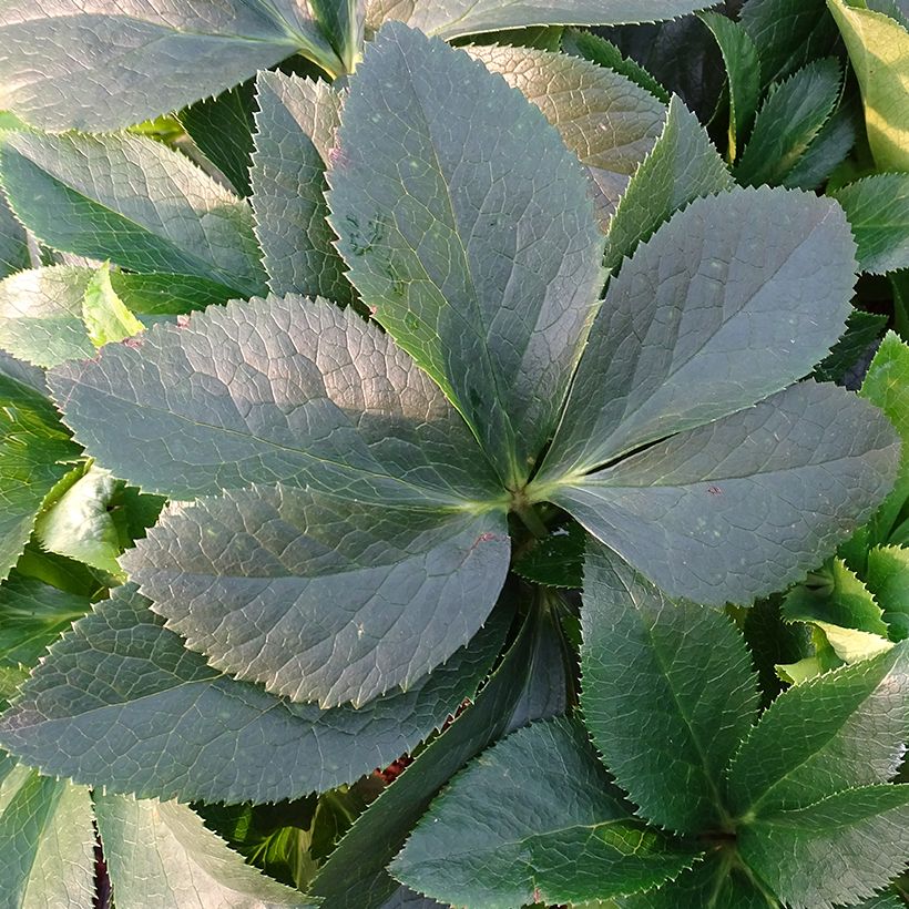 Hellébore orientale ViV Lucrezia (Foliage)