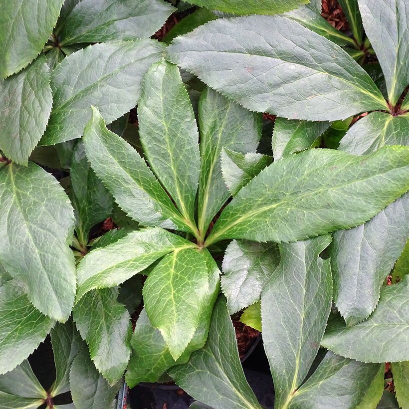 Hellébore orientale ViV Rosa (Foliage)