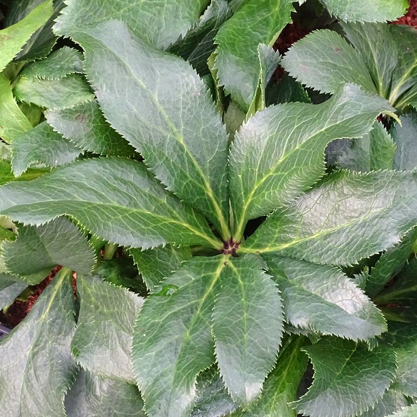 Hellébore orientale ViV Stefania (Foliage)