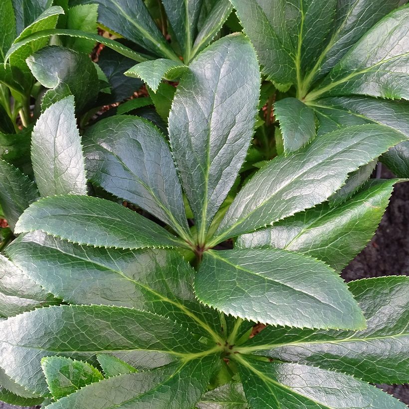 Hellébore orientale ViV Teodora (Foliage)