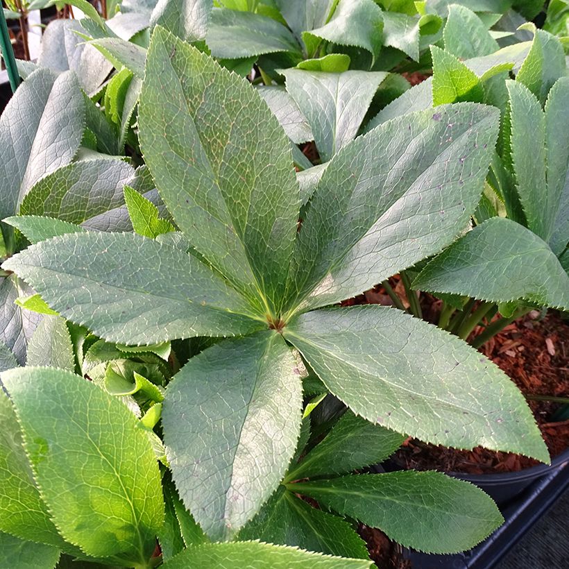 Hellébore orientale ViV Teresa (Foliage)