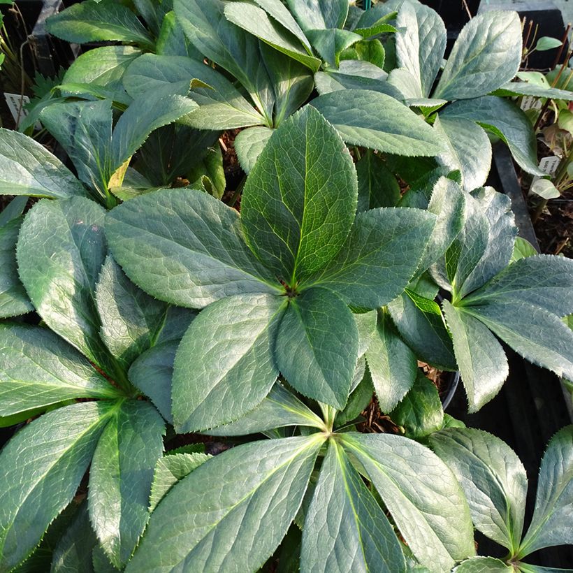 Hellébore orientale ViV Valentina (Foliage)