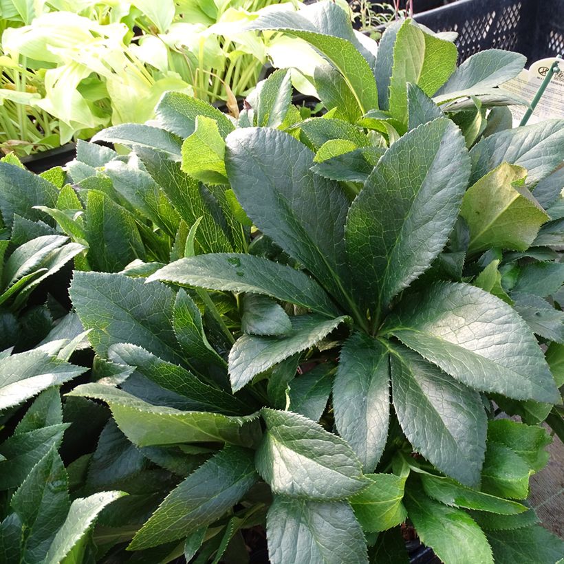Hellébore orientale ViV Vera (Foliage)