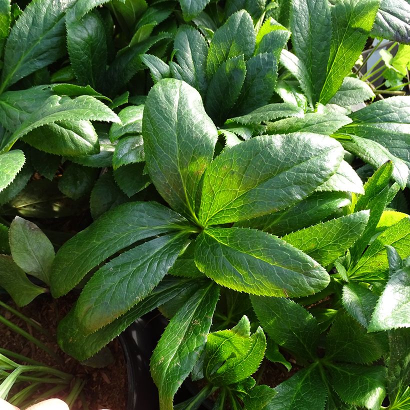 Hellébore orientale ViV Victoria (Foliage)