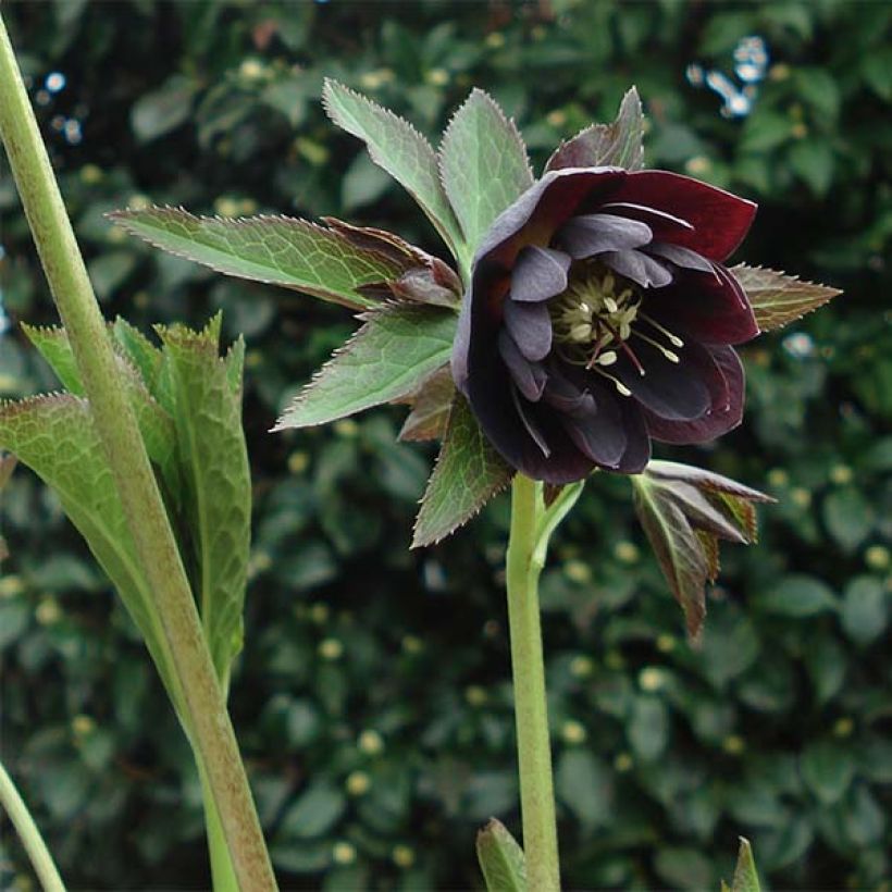 Hellébore orientale Double Noire (Plant habit)