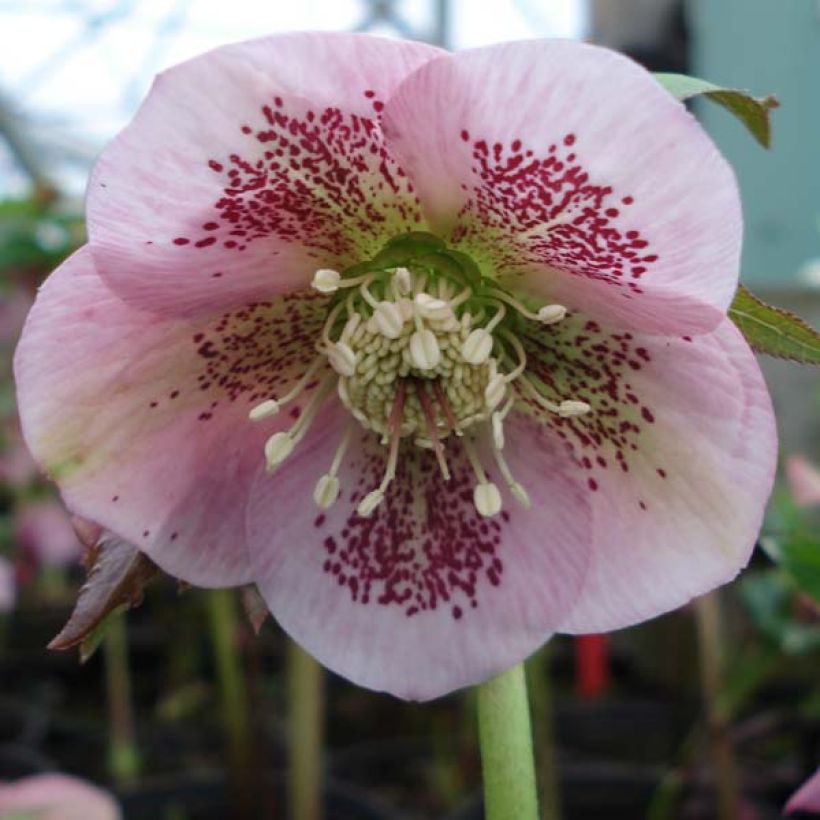Hellébore orientale Rose guttatus (Flowering)