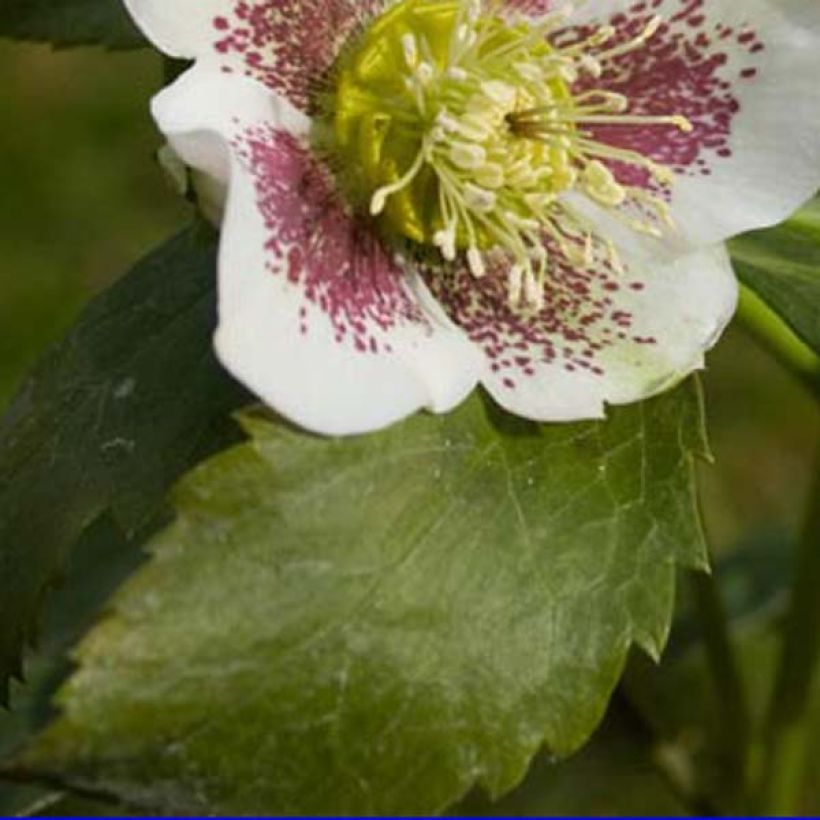 Hellébore orientale Blanc guttatus (Foliage)
