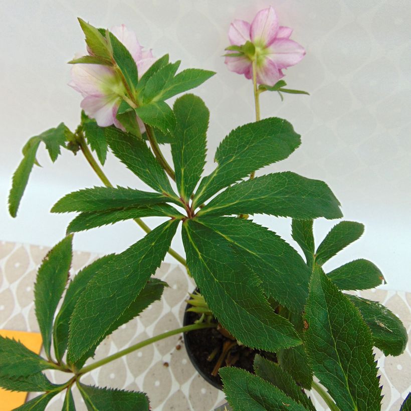 Hellébore torquatus Party Dress Hybriden (Foliage)