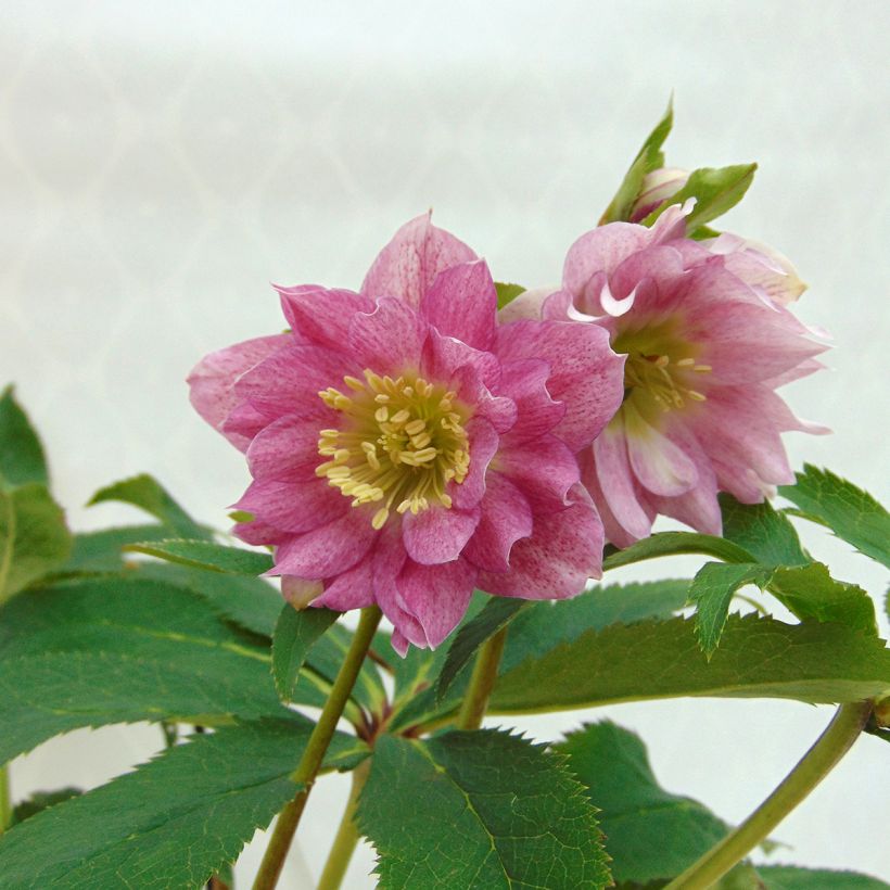 Hellébore torquatus Party Dress Hybriden (Flowering)