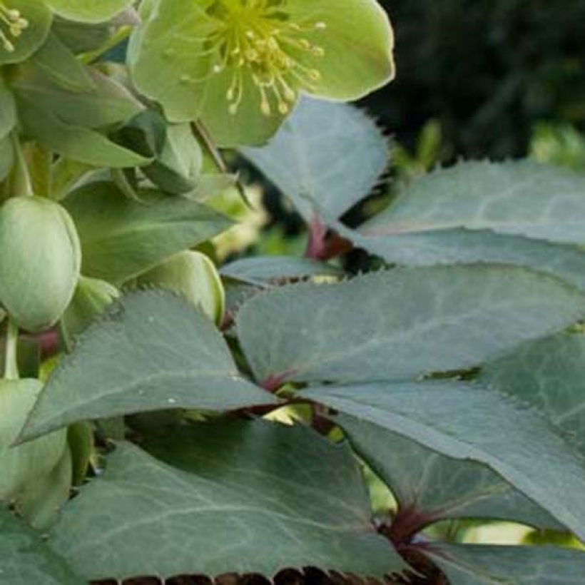 Hellébore sternii - Hellébore de Stern (Foliage)