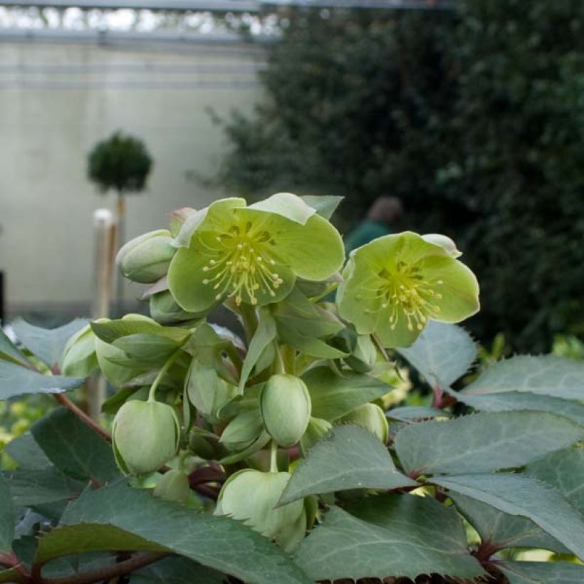 Hellébore sternii - Hellébore de Stern (Plant habit)
