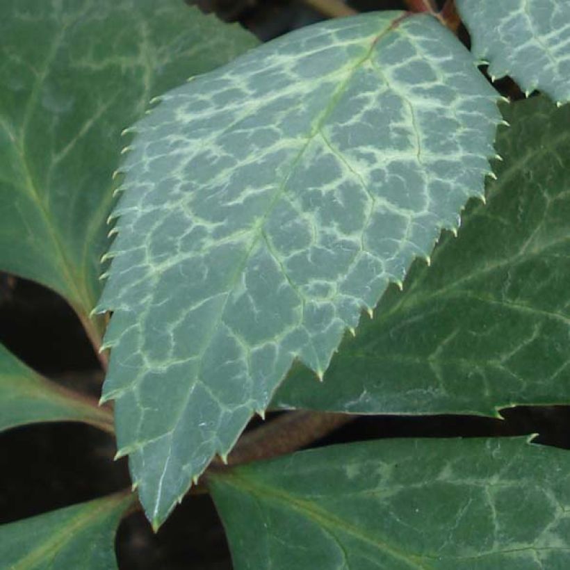 Hellébore Magic Leaves (Foliage)