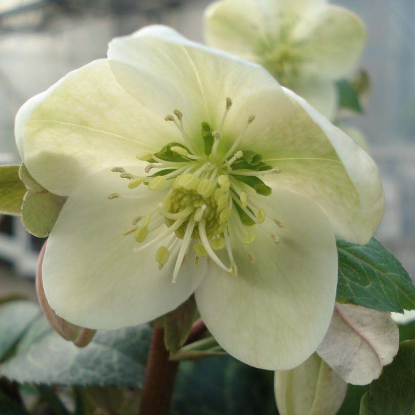 Hellébore Magic Leaves (Flowering)