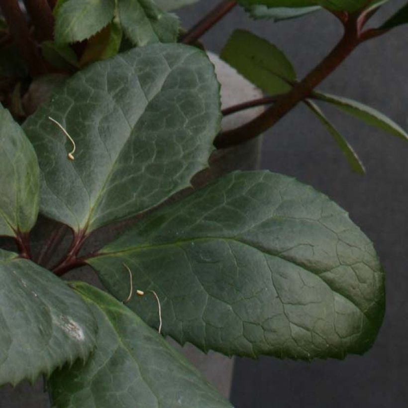 Hellebore nigercors Royal Sofia (Foliage)