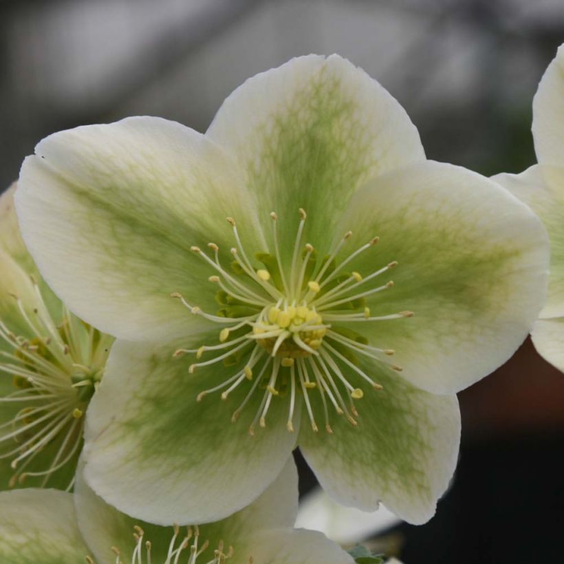 Hellebore nigercors Royal Sofia (Flowering)