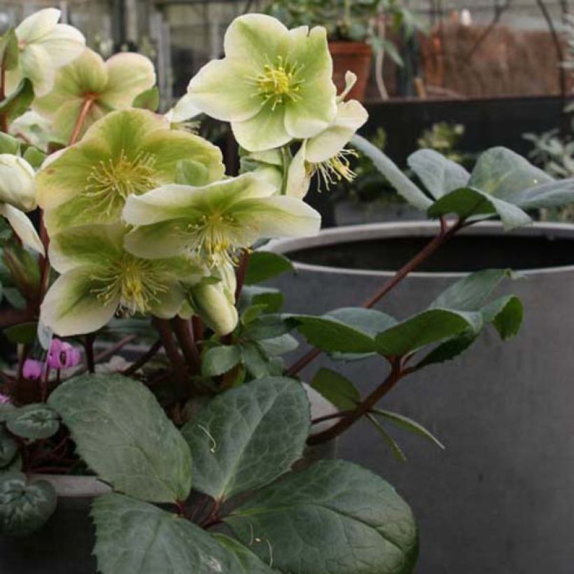 Hellebore nigercors Royal Sofia (Plant habit)