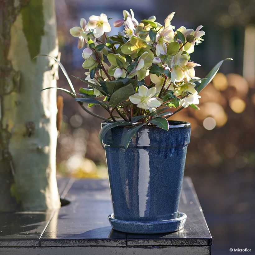 Hellébore orientale ViV Valeria (Plant habit)