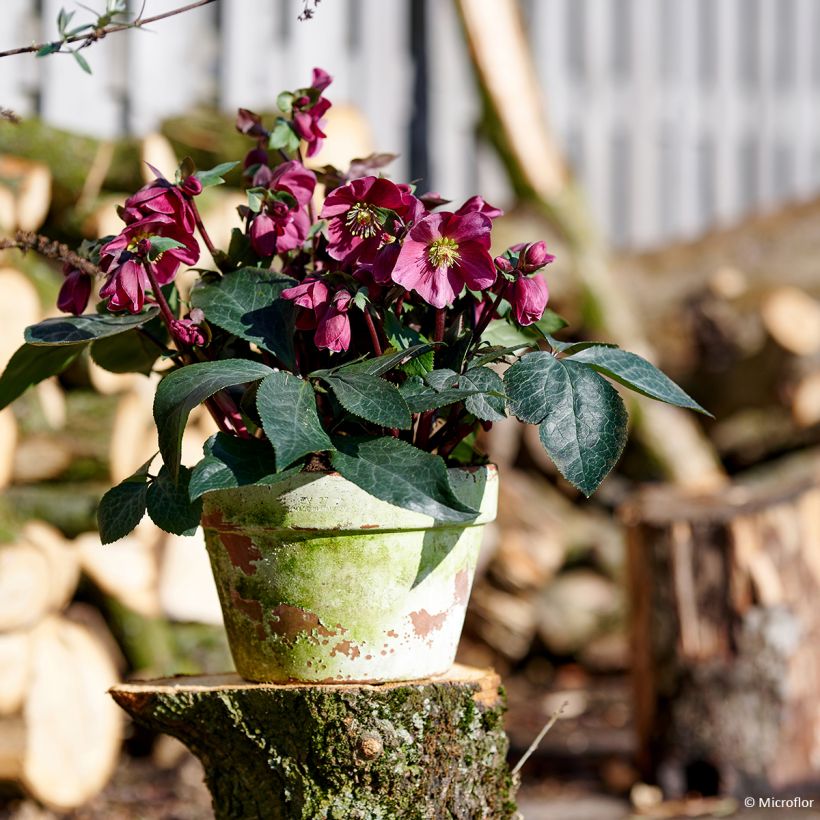 Hellébore orientale ViV Scarletta (Plant habit)