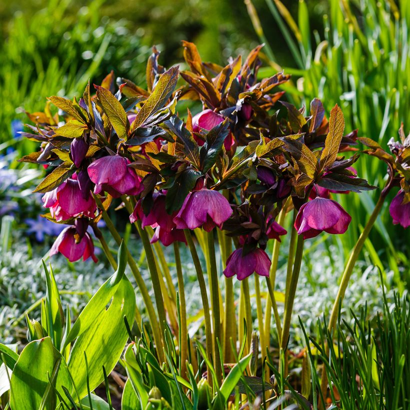 Helleborus abchasicus - Hellébore d'Abkhazie (Plant habit)