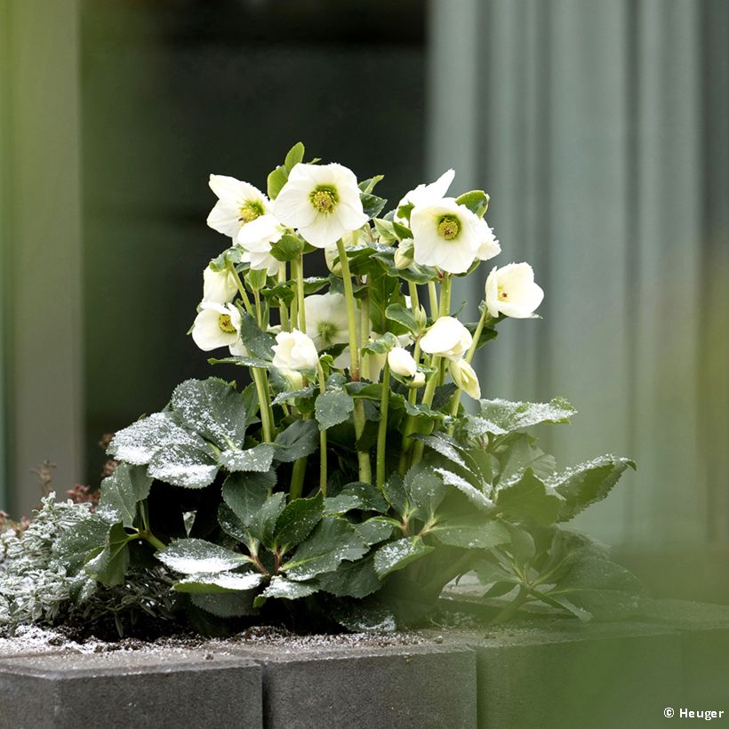 Hellébore lemperii Lisann (Plant habit)