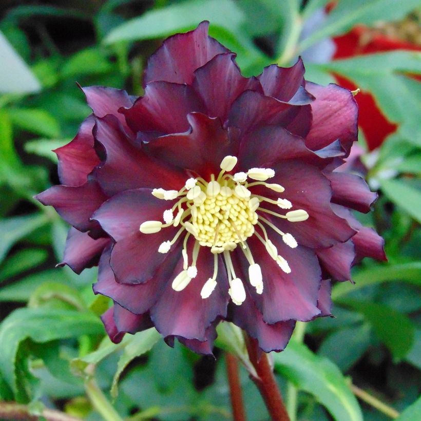 Hellebore orientale ViV Luisa - Helleborus orientalis  (Flowering)