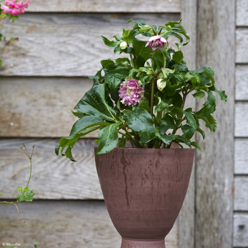 Hellébore orientale ViV Stefania (Plant habit)