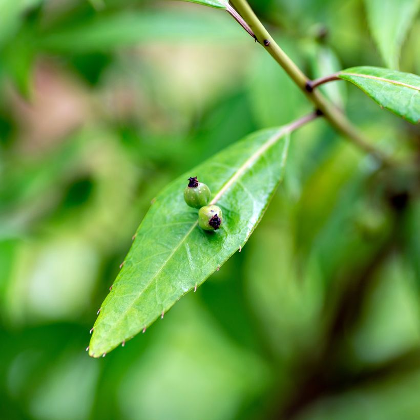 Helwingia himalaica - Helwingie de l'Himalaya (Foliage)