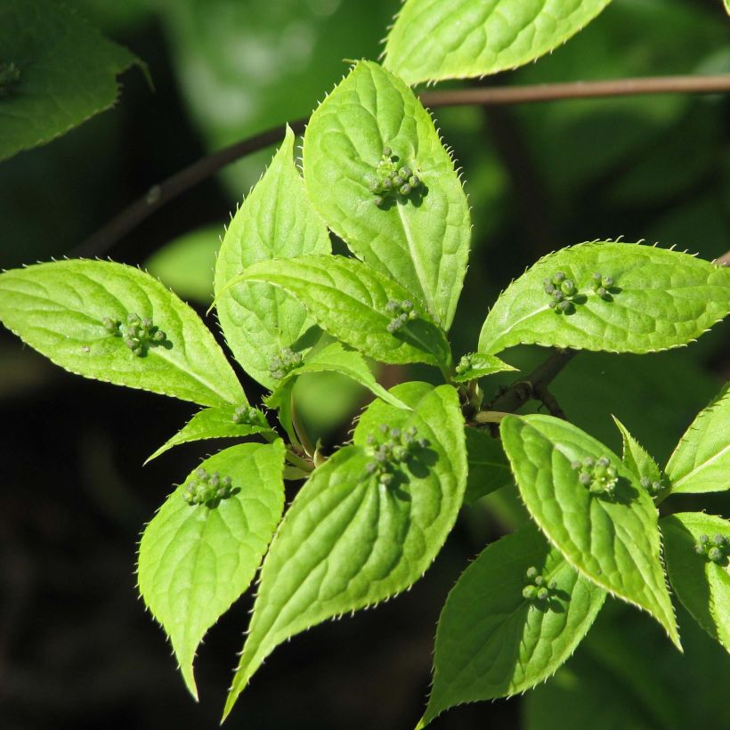 Helwingia japonica - Helwingie du Japon (Foliage)