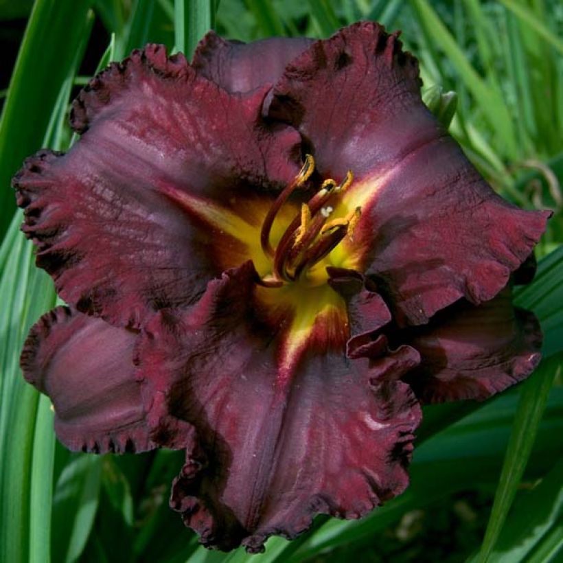 Hémérocalle Black Stockings - Lis d'un Jour (Flowering)