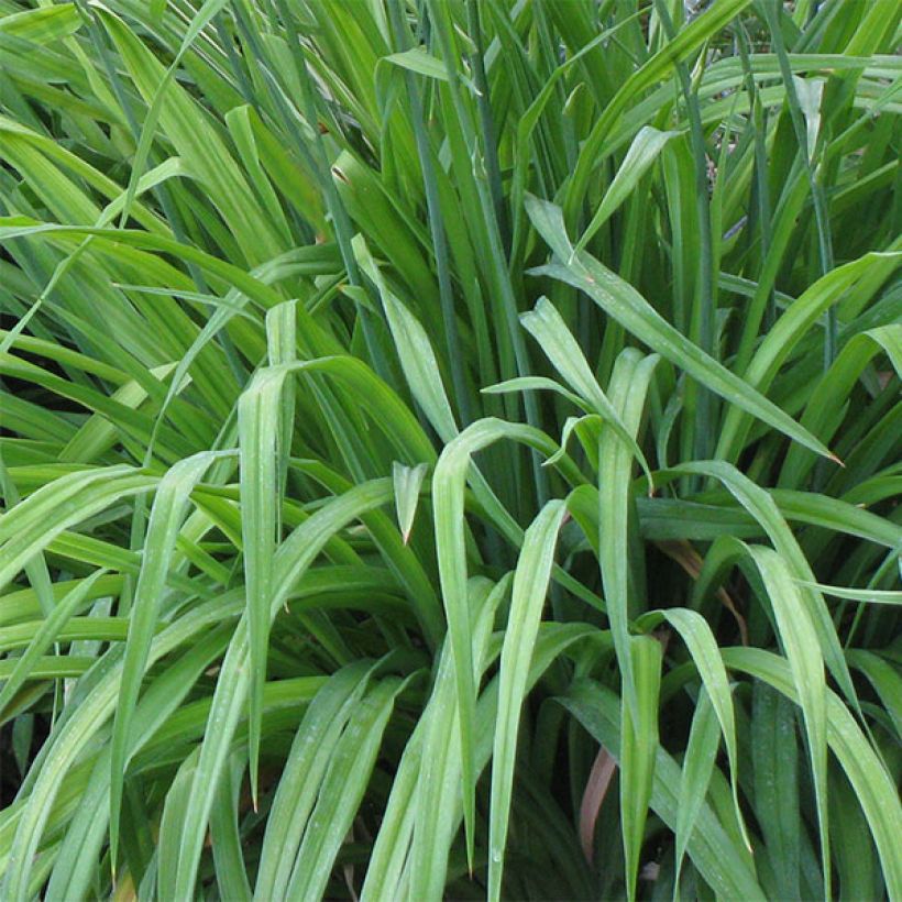 Hémérocalle Charles Johnson - Lis d'un Jour (Foliage)