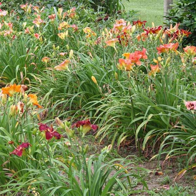 Hémérocalle Charles Johnson - Lis d'un Jour (Plant habit)