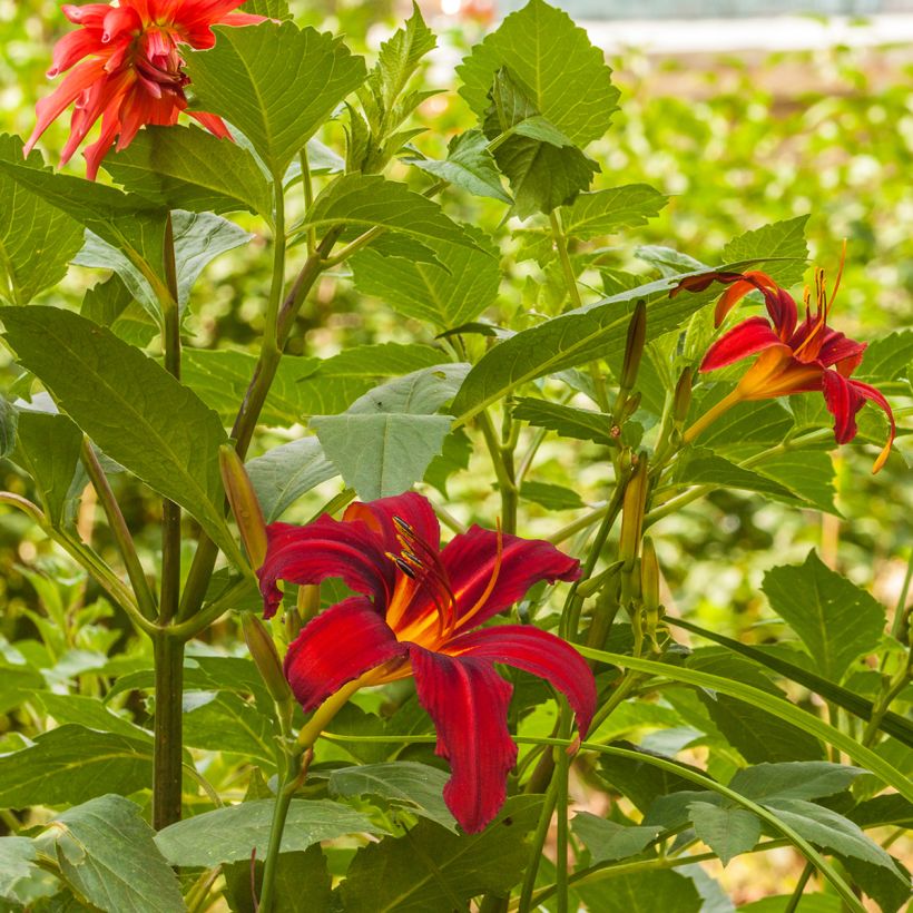 Hémérocalle Crimson Pirate - Lis d'un Jour rouge vif (Plant habit)