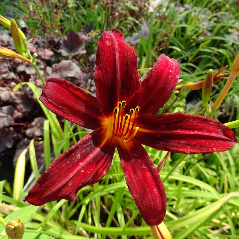 Hémérocalle Crimson Pirate - Lis d'un Jour rouge vif (Flowering)