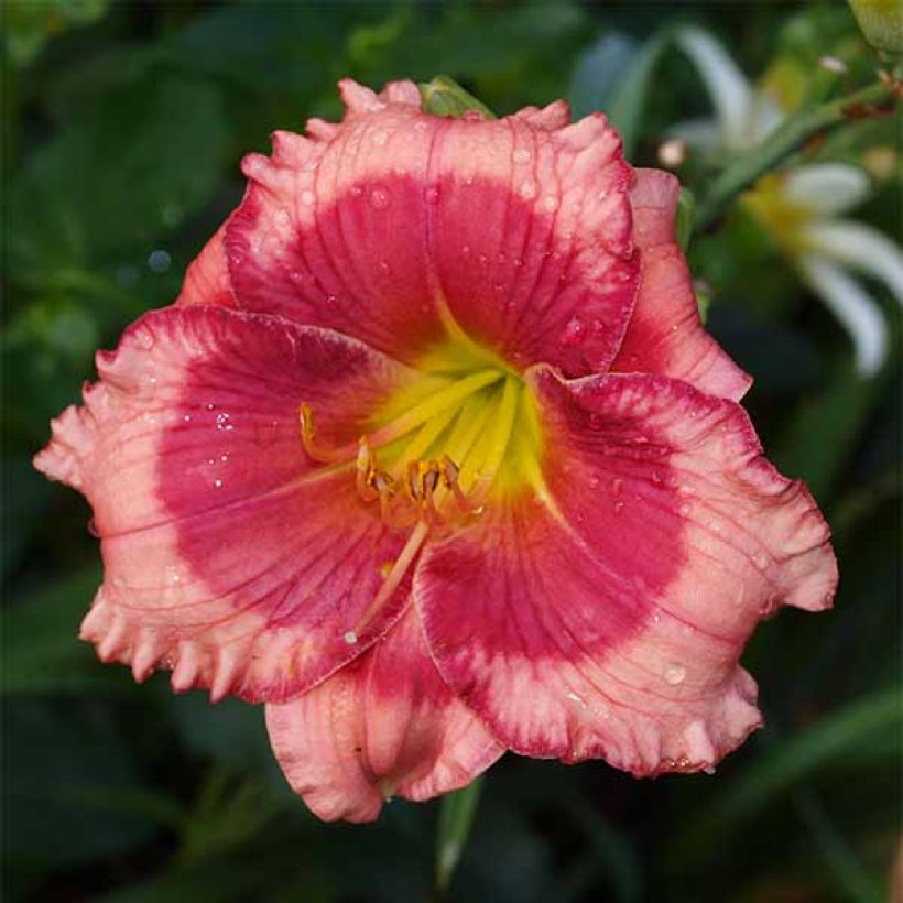Hémérocalle Dragons Eye - Lis d'un Jour (Flowering)