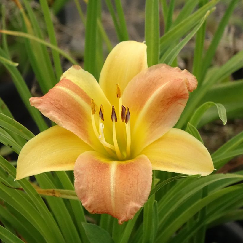 Hémérocalle Everydaylily Punch Yellow - Lis d'un jour (Flowering)