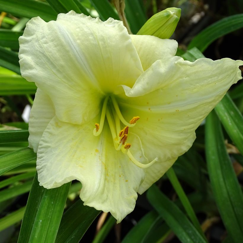 Hémérocalle Joan Senior - Lis d'un jour blanc crème (Flowering)